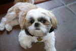 Photo Shih Tzu