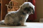 Photo Shih Tzu