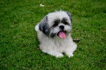 Photo Shih Tzu