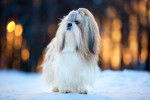Un Shih Tzu se promène en hiver
