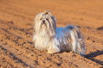 Un Shih Tzu sur un chemin de terre