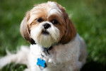 Un Shih Tzu assis dans l'herbe