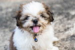 Un Shih Tzu avec la langue pendue