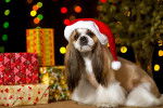 Un Shih Tzu pris en photo à côté de plusieurs paquets cadeaux 