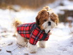 Un chiot Shih Tzu dans la neige et portant un manteau