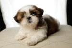 Un chiot Shih Tzu blanc et brun allongé sur un coussin