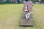 Un Shih Tzu en plein parcours d'agility