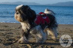 Un Shih Tzu sur une plage et portant un gilet rouge de chien d'assistance