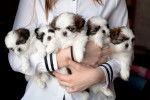 Une portée de chiots Shih Tzu tenus dans les bras par un éleveur