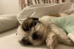 Un Shih Tzu allongé sur un lit et semblant endormi 