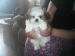 loulou - Shih Tzu Femelle (2 mois)