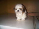 loulou - Shih Tzu Femelle (2 mois)