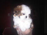 loulou - Shih Tzu Femelle (2 mois)