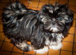 Gretshen - Shih Tzu Femelle (3 mois)