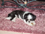 Eclipse ( poils coupés ) - Shih Tzu Mâle (6 mois)