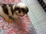 Guilietta des Poupons Frisés - Shih Tzu Femelle (5 mois)