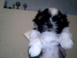N/A - Shih Tzu Femelle