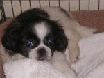Tigerlily - Shih Tzu Femelle (3 mois)