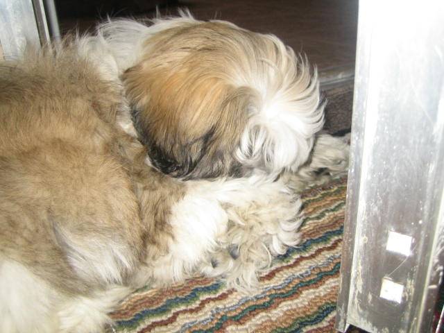 tobby - Shih Tzu Mâle (10 mois)