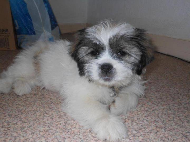 Helsie - Shih Tzu Femelle (3 mois)