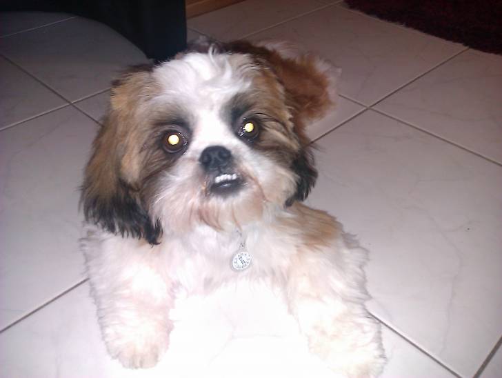 Samy - Shih Tzu Mâle (8 mois)