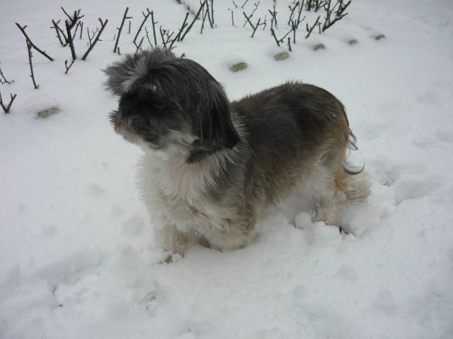 Alizée - Shih Tzu Femelle (8 ans)