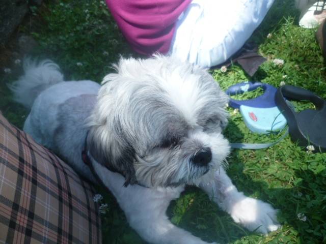 Malcom - Shih Tzu Mâle (3 ans)