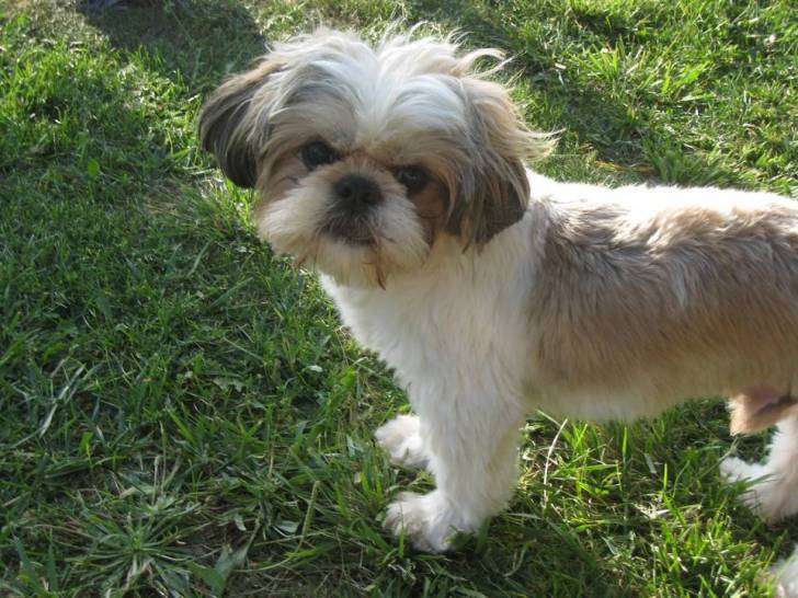 Tap - Shih Tzu Mâle (11 mois)