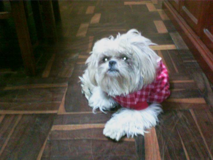 Maia - Shih Tzu Femelle (1 an)