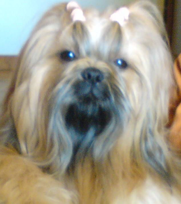 ange - Shih Tzu Mâle (8 ans)