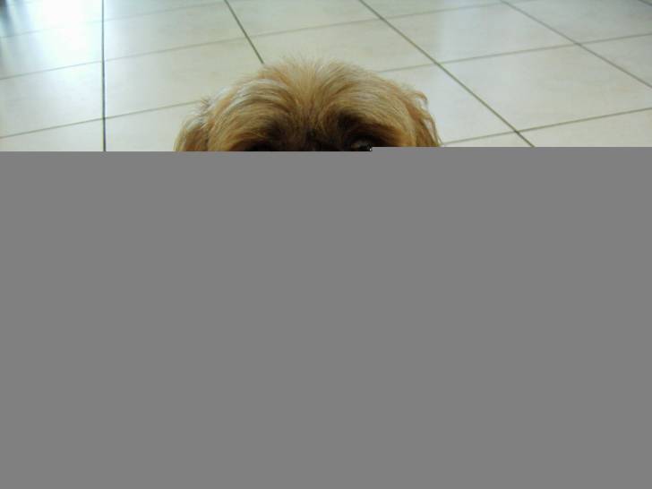 Cakou - Shih Tzu Mâle (4 ans)