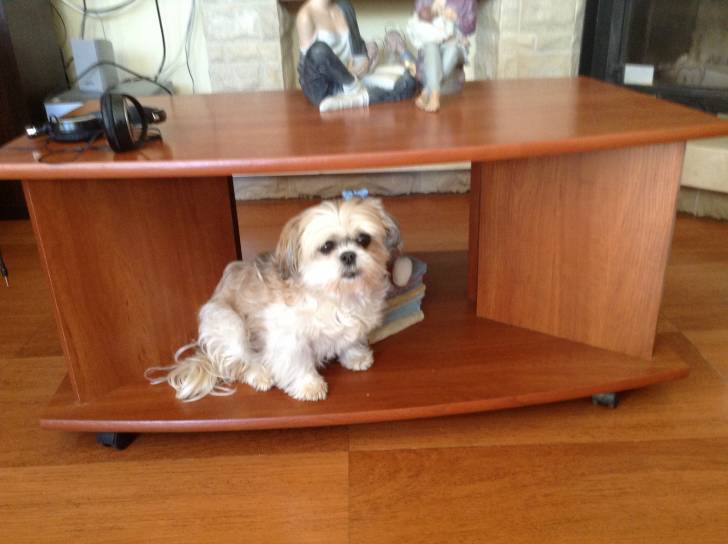 Noa - Shih Tzu Femelle (12 ans)