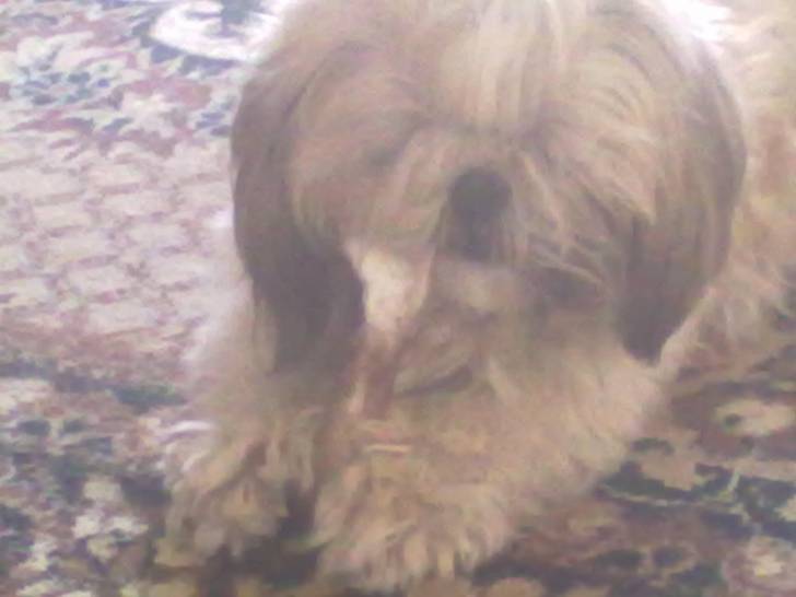 Timur - Shih Tzu Mâle (7 ans)