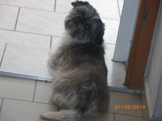 Alizée - Shih Tzu Femelle (8 ans)