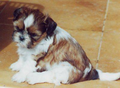 Shih Tzu - Shih Tzu