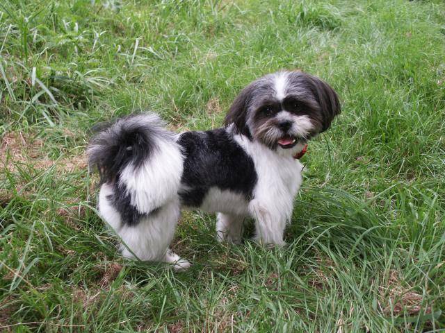 Shih-Tzu (male ) SPIROU - Shih Tzu Femelle
