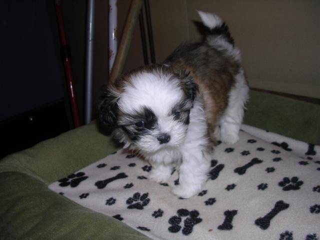 shih-tzu - Shih Tzu