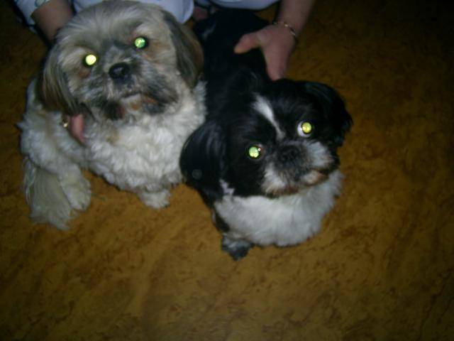 shih-tzu benji et acacia - Shih Tzu