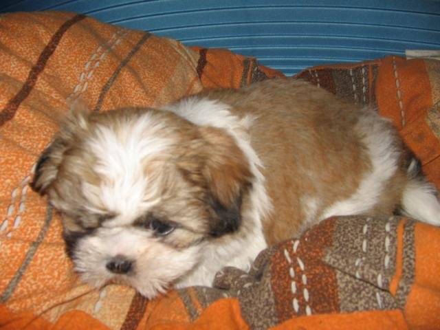 Chelsy , shih-tzu - Shih Tzu