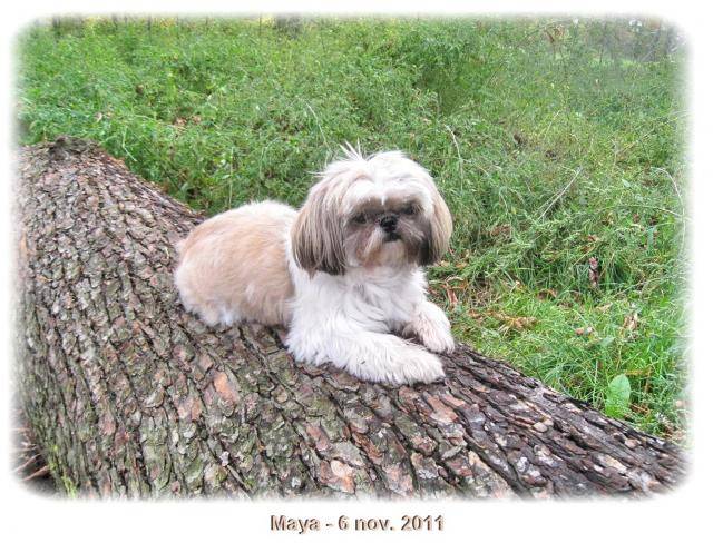 Shih-Tzu - Maya - Shih Tzu