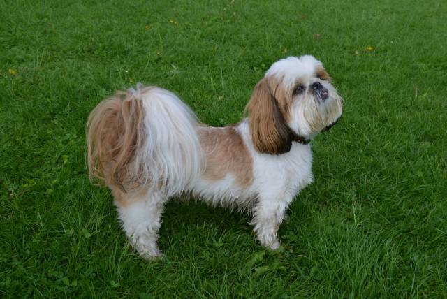 Le Shih Tzu