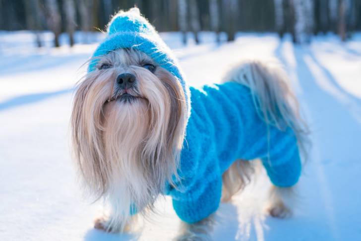 Le Shih Tzu Un Chien Qui Supporte Mal Le Froid