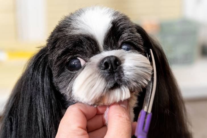 Un Shih Tzu dont on est en train de tailler les poils