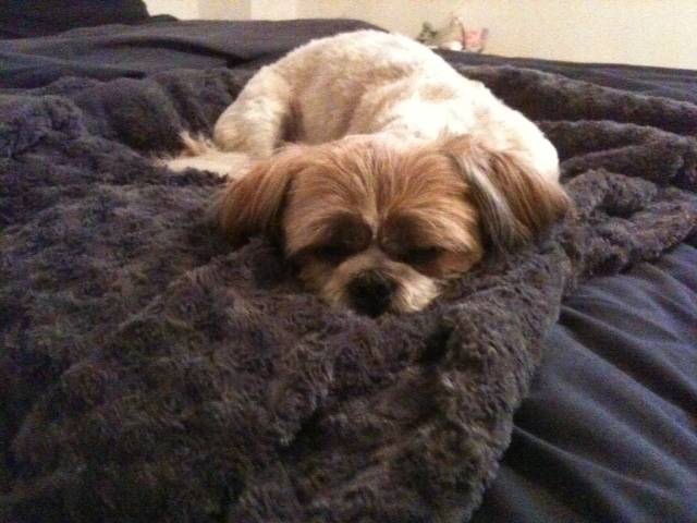 Eliott - Shih Tzu Mâle (2 ans)