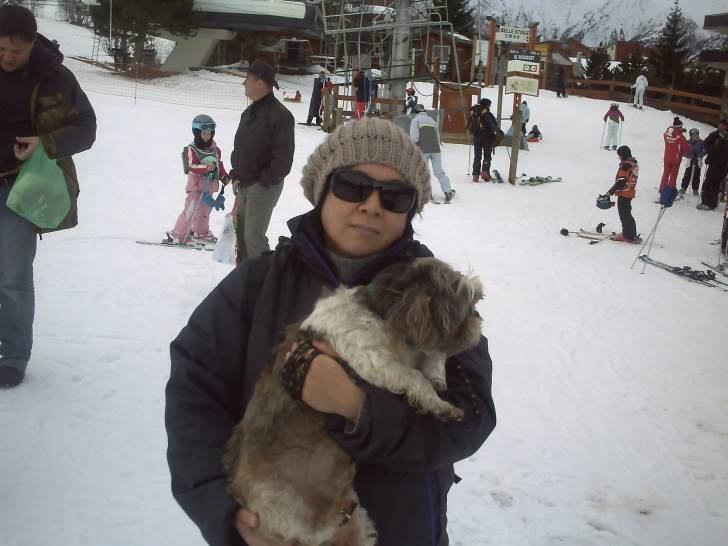 willy - Shih Tzu Mâle (8 ans)