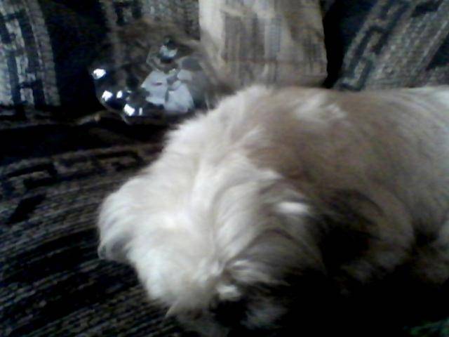 Holly - Shih Tzu Femelle (1 an)