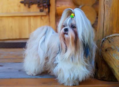 Avec le Shih Tzu, les exercices importants sont à éviter