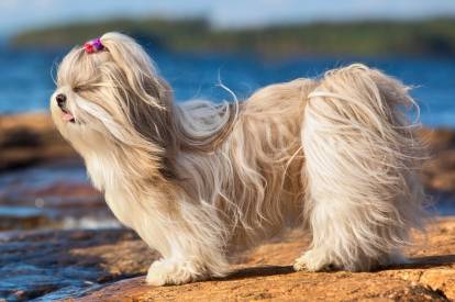 Un Shih Tzu au bord d'une étendue d'eau