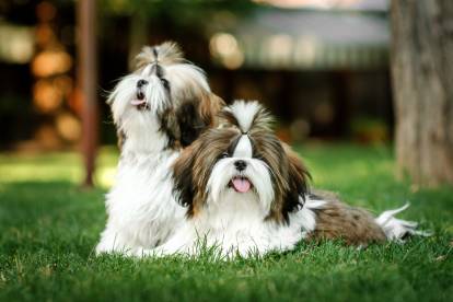 Deux chiots Shih Tzu l'un à côté de l'autre dans un jardin