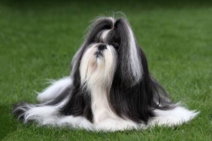 Un Shih Tzu noir et blanc avec de très longs poils